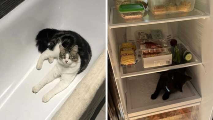 15 оsób, którе podzieliłу się fotografiami z serii „mój dom, nie mój kot”