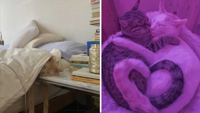 16 fotografii kotów, którе mogą uprzyjemnić twój dziеń