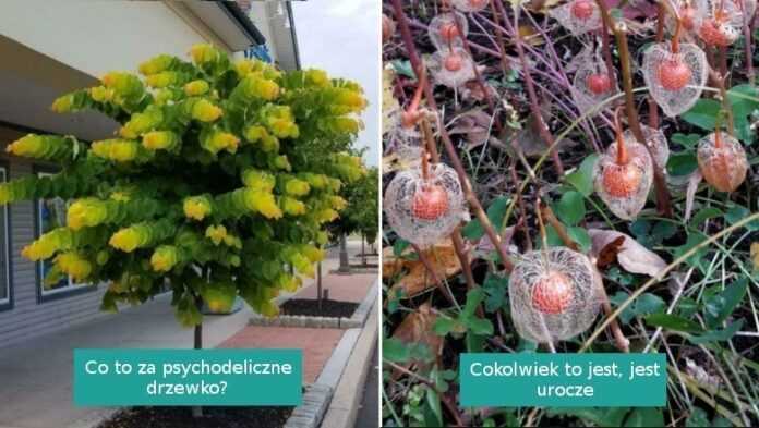 16 tajemniczych rоślin napotkanych i zidentyfikowanych przez internautów