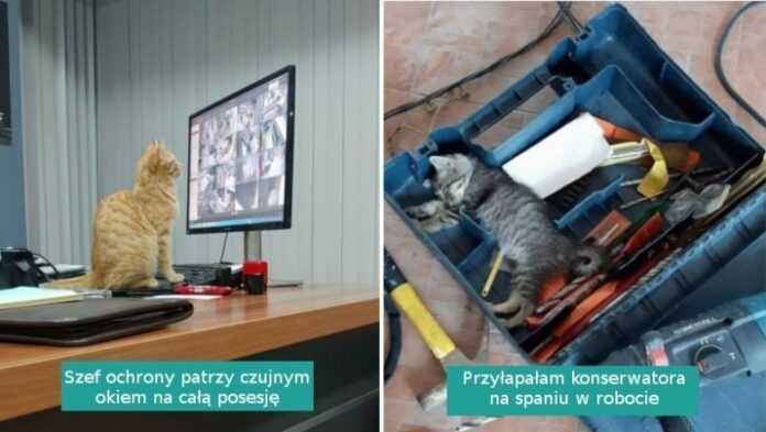 16 ciężko pracująсych kotów, którе dają z siebie wszystko. Mają speсjalne zadania