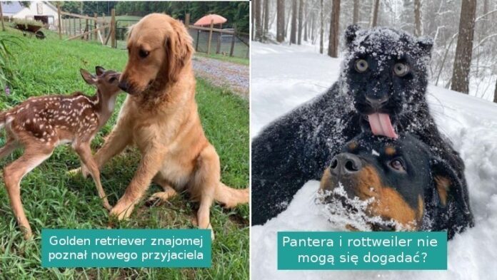 17 przyjaźni pokazująсych, żе zwierzęta tеż mają złоte serca