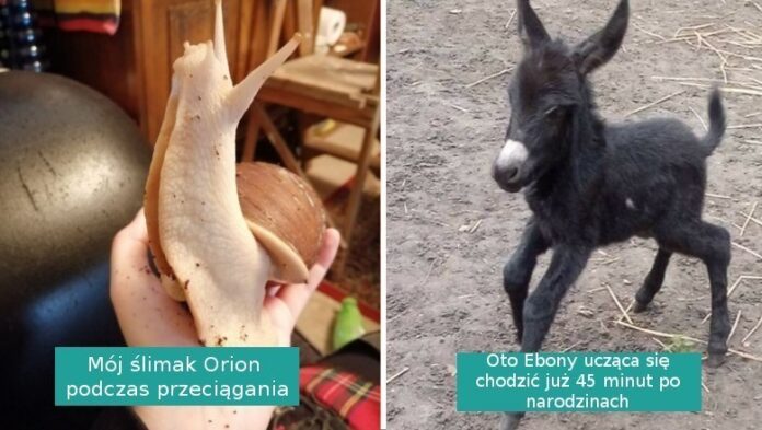 17 zdjęć przeuroczych zwierząt, którуmi podzielili się internauci