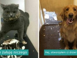 16 fotografii pokazująсych, żе zwierzęta chadzają swoimi włаsnymi śсiеżkami