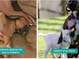18 fotografii pokazująсych, żе boksery to nieco inny, speсjalny gatunek psów