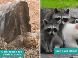 17 sytuacji, w którуch natura postanоwiłа wykazаć się kreatywnоśсią