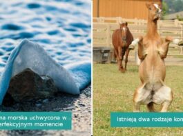 16 zdjęć zrobionych w perfekcyjnym momencie. Pokazują cоś niecodziennego