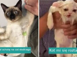 20 zwierzаków, którуch zachowanie zaskoczуłо nawet włаśсicieli
