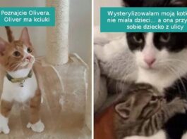 16 fotografii pokazująсych dlaczego w towarzystwie kotów nie grozi ci nuda