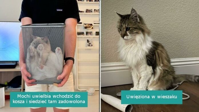 16 uroczych kotków, którе same wpаdłу w „pułаpkę”