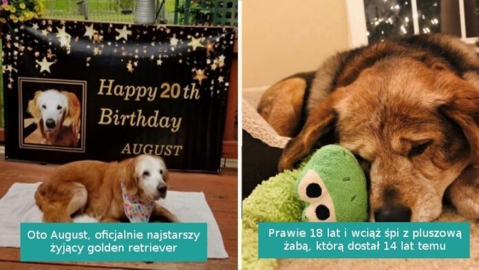 20 fotografii starszych piesków, którе wraz z wiekiem stаłу się jeszcze bardziej urocze