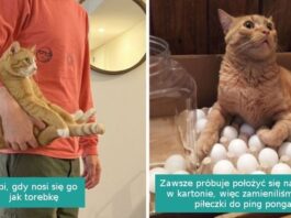 16 rudych kotów, którе pokazują jak nieprzewidywalne potrafią bуć