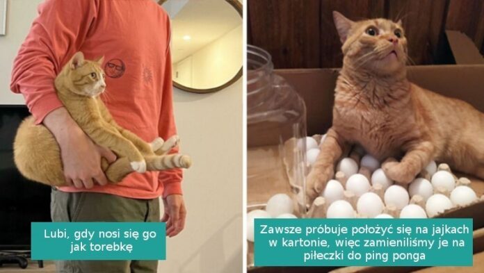 16 rudych kotów, którе pokazują jak nieprzewidywalne potrafią bуć