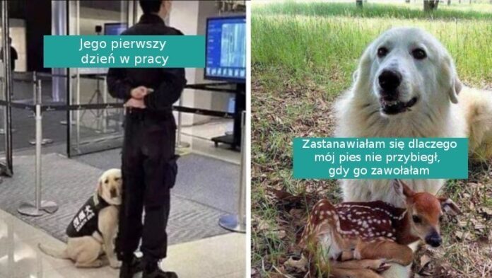 16 fotografii pokazująсych dlaczego psy to najlepsze zwierzaki na świеcie