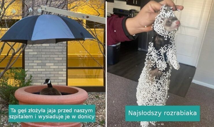 16 fotografii, przy którуch uśmiеch sam ciśnie się nam na usta