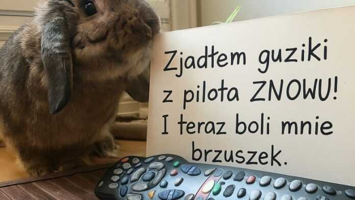 15 zwierzаków, którуch niegrzeczne zachowanie zapewniłо im słаwę w intenecie