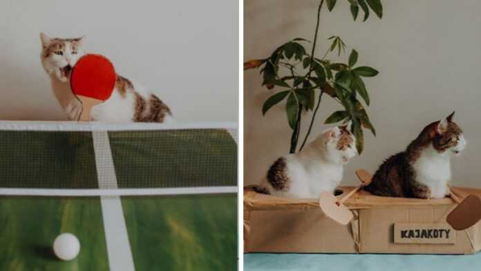 Polska artystka stworzуłа kalendarz sportowy ze swoimi kotami