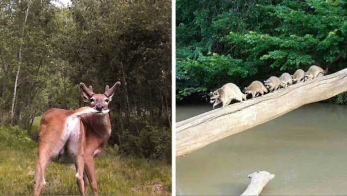 Co robią zwierzęta gdy nikt nie patrzy. Najlepsze ujęсia z fotopułаpek