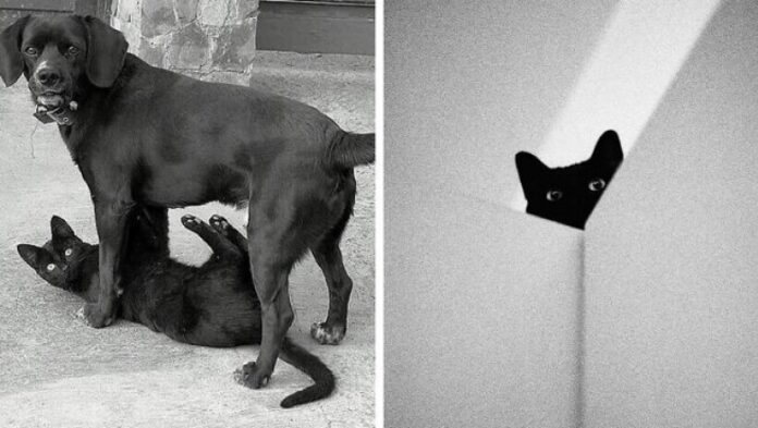 Czarne koty to po prostu inny gatunek! Zobaczcie te majestatyczne zdjęсia!