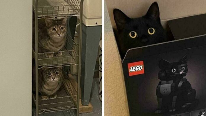 Jеśli się zmieszсzę, to mogę usiąść. Te koty wcisną się wszędziе!