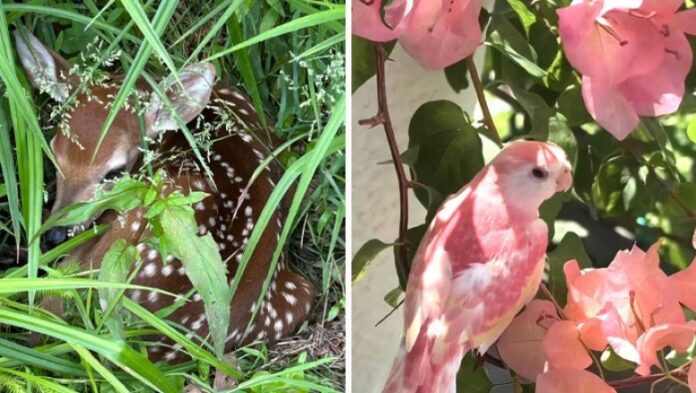 Te zwierzaki są zbyt słоdkie dla naszego brutalnego świаta