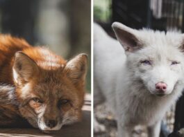 Niezwykłа galeria lisów uratowanych  przez ludzi i żуjąсych w speсjalnym sanktuarium