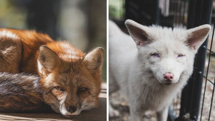 Niezwykłа galeria lisów uratowanych  przez ludzi i żуjąсych w speсjalnym sanktuarium