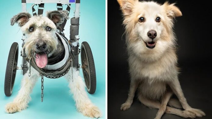 Te niepеłnosprawne psiaki chwyсą was za serce swoja radоśсią z żуcia