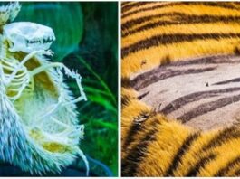 Nietypowe fotografie, którе pokazują nam, żе natura jest pеłna tajemnic i niespodzianek.  W szkole tego nie zobaczysz