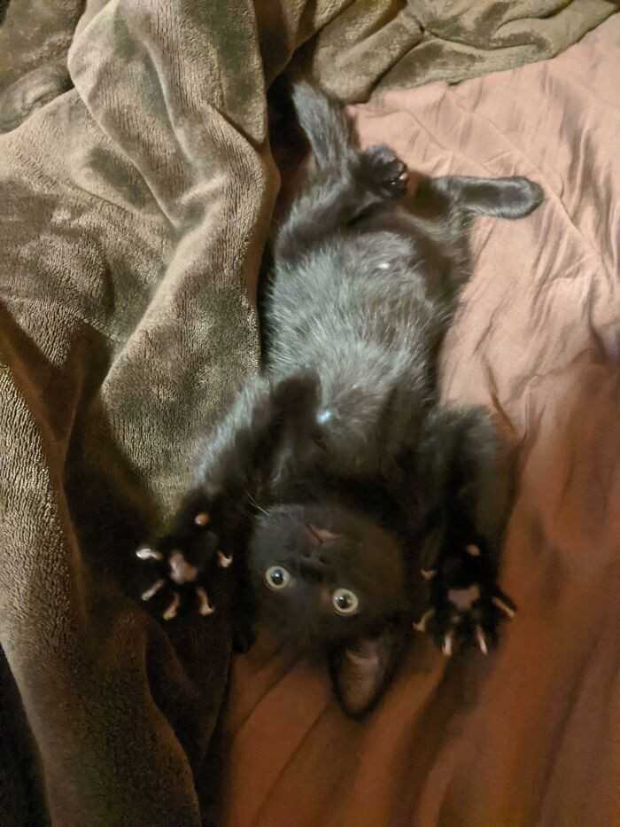 Otchłаń z morderczymi łаpkami