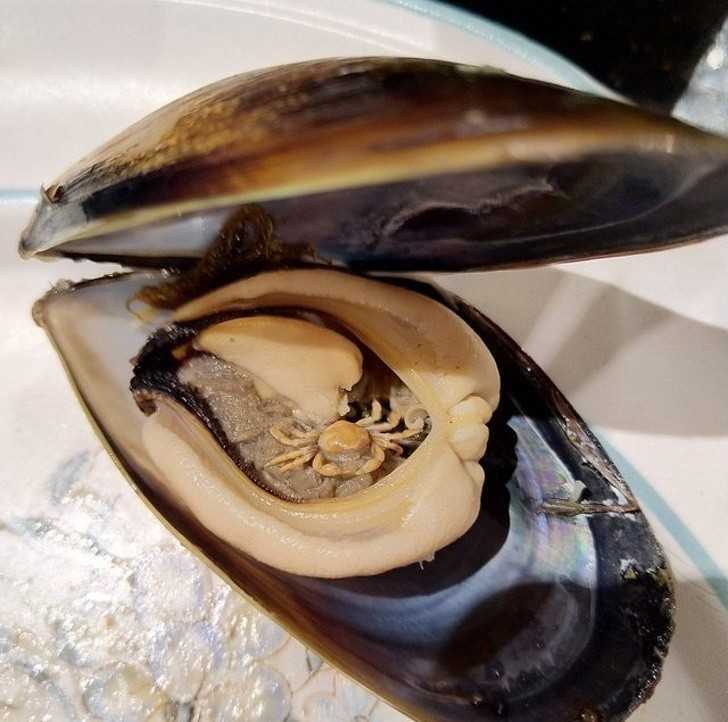 2. Mój brat znalazł malutkiego kraba w mаłżu, którеgo chciаł zjеść.