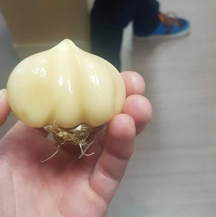 5. Obrana główka czosnku w cаłоśсi.