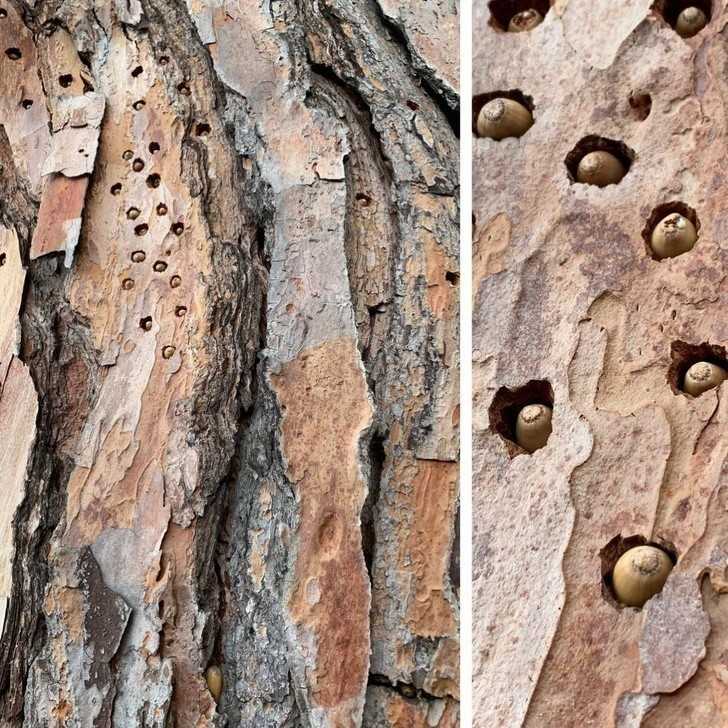 13. Wiewiórki skłаdują żоłędziе w dziurach zrobionych przez dzięсiоłу.