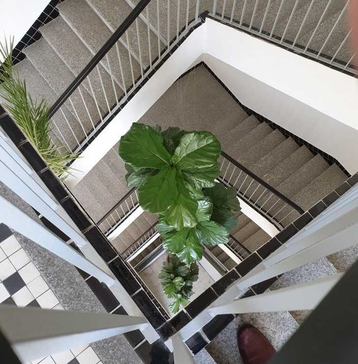 17. Ta rоślina jest wysoka na 4 piętra.