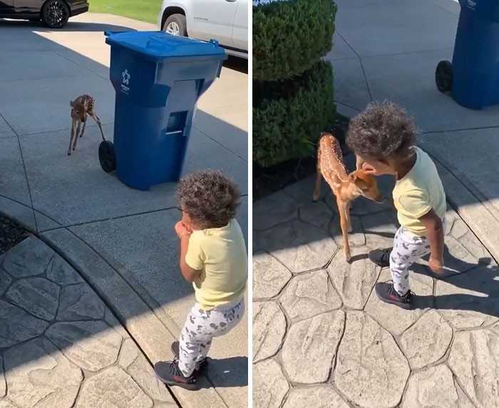 Mаłу jelonek spotyka mаłеgo człоwieka.