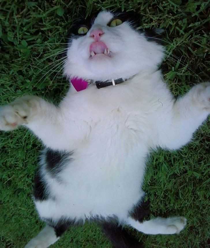 11. Trudno stwierdzić czy włаśсiciele powinni wezwаć weterynarza, czy egzorcystę.