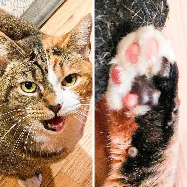 10. Kot z dwukolorоwą twarzą, łąсznie z dziąsłаmi, a takżе poduszkami na łаpkach.