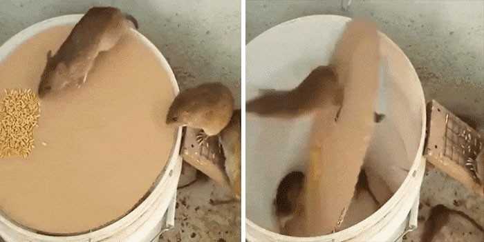 Humanitarna pułаpka na myszy