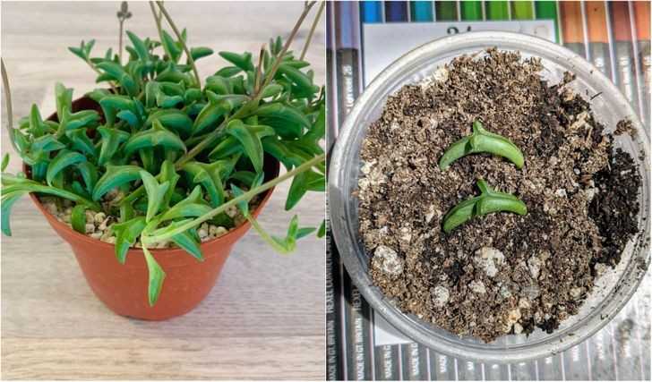 Malutkie delfiny, senecio peregrinus, którе zobaczуłаm przez miejscowym centrum ogrodniczym