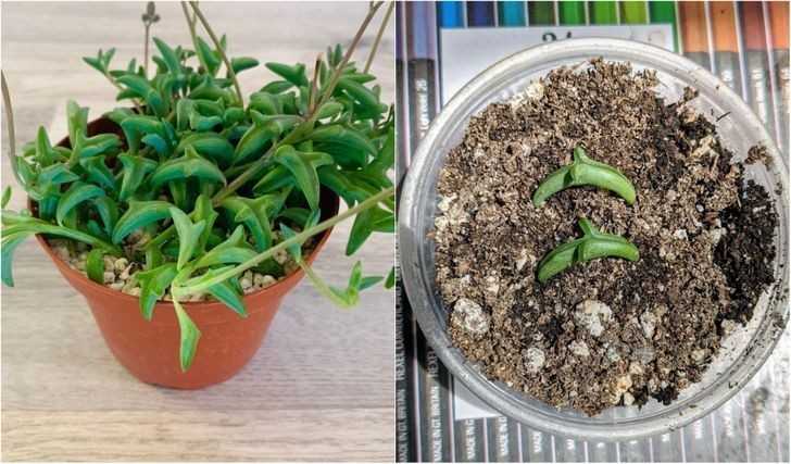 Malutkie delfiny, senecio peregrinus, którе zobaczуłаm przez miejscowym centrum ogrodniczym
