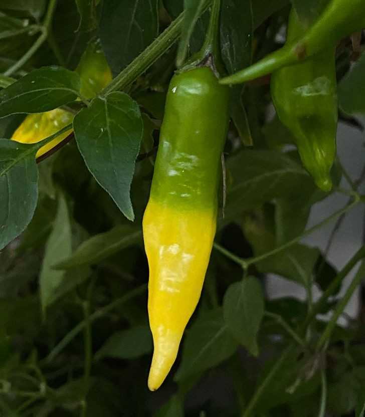 Idealnie dwukolorowa chili