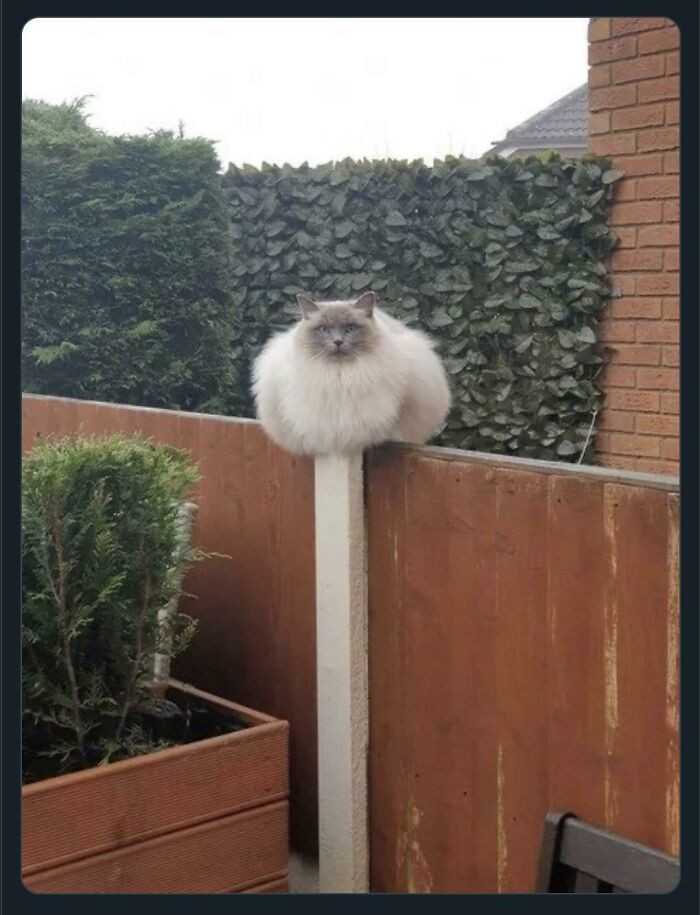 Rozmiar tego mniszka...