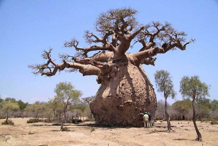 Baobaby to prawdziwe olbrzymy wśród drzew.