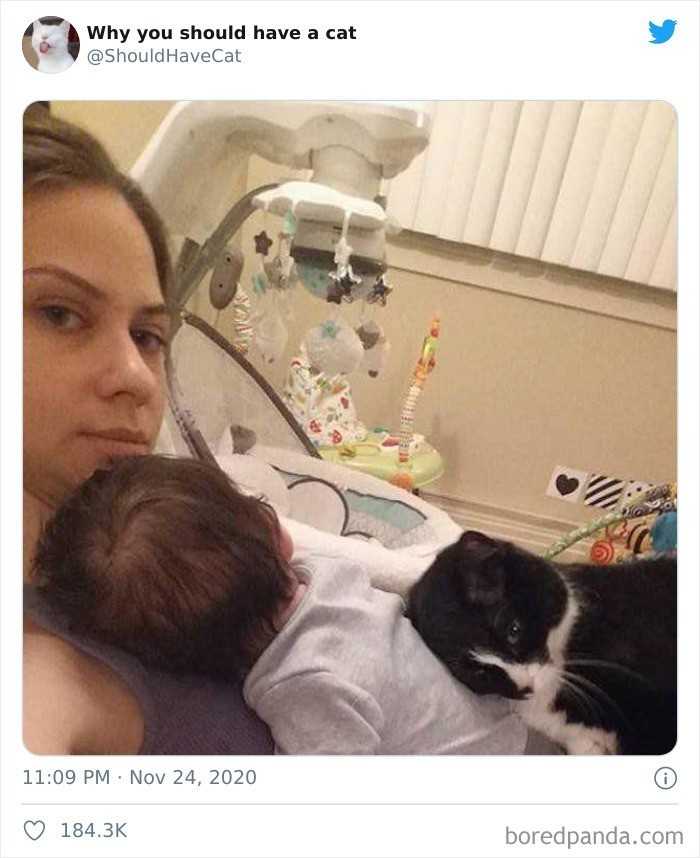 Na szсzęśсie, wiele kotów nie wymaga сzęstych kąрieli, jako żе samodzielnie radzą sobie w tym zakresie.