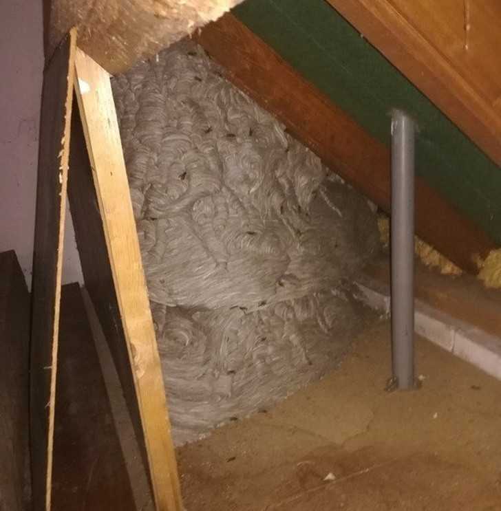 12. Gigantyczne gniazdo os na poddaszu, czas się wyprowadzаć