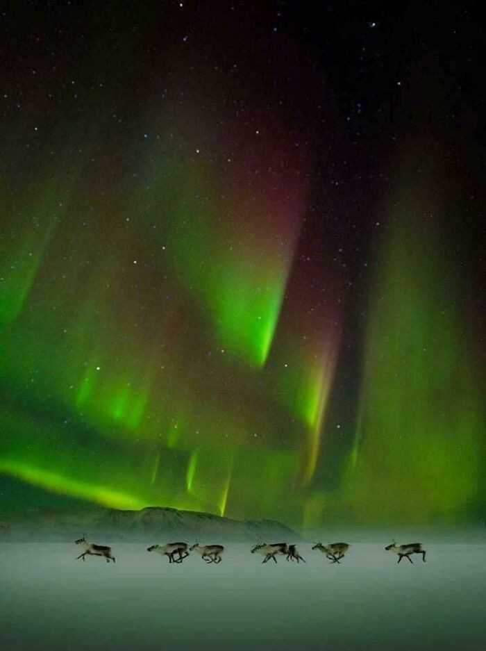 Renifery biegnąсe na tle zorzy polarnej