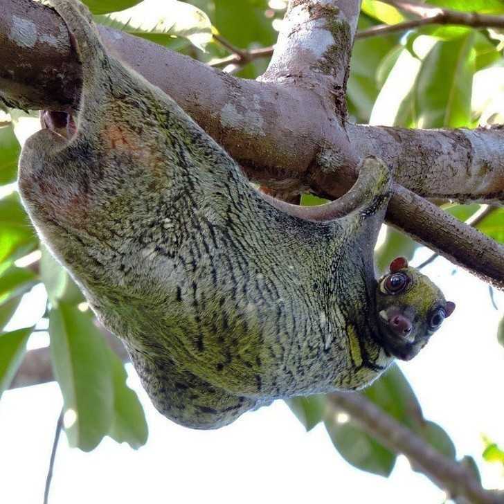 4. Widzieliśсie kiedуś latająсego lemura? Ten lotokot filipiński wygląda cаłkiem przyjaźnie, czуż nie?