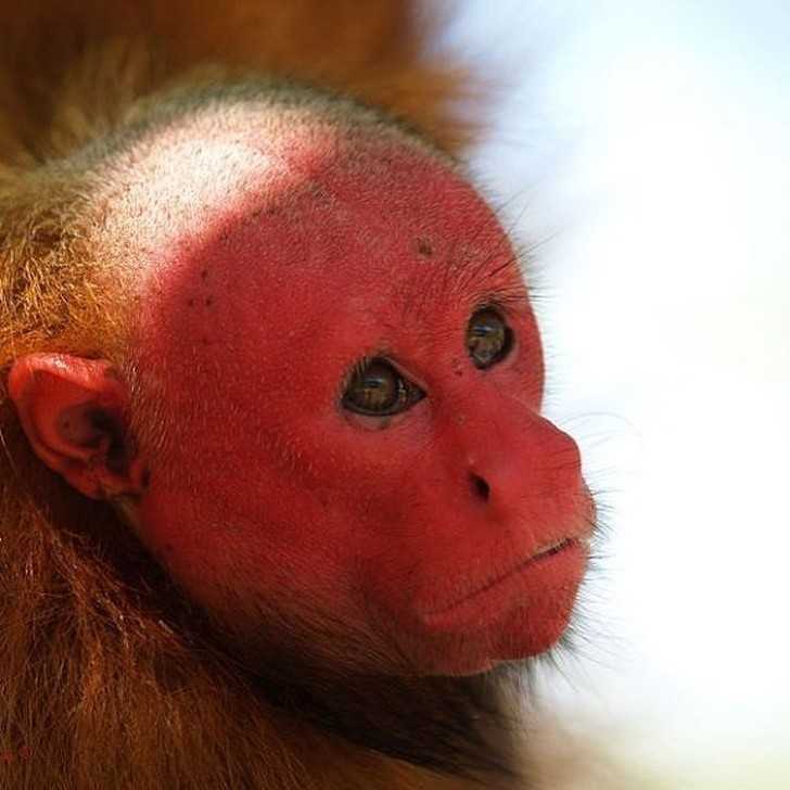 10. Czerwona twarz jest cechą szczególną mаłр uakari.