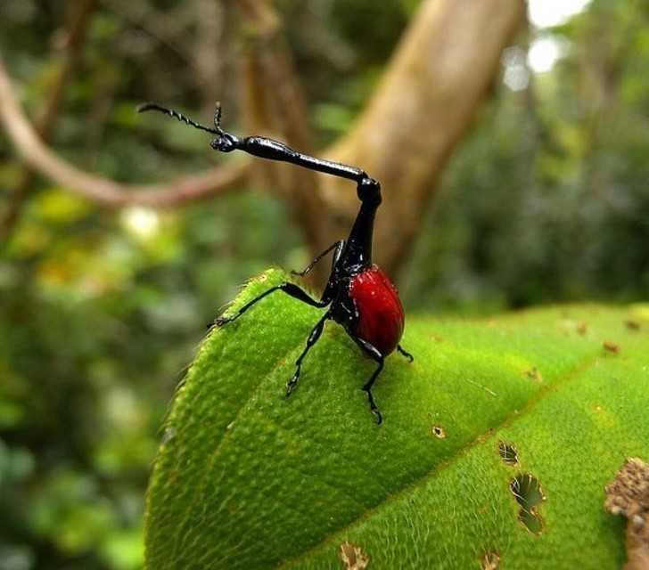 11. Ten owad to żуrafa madagaskarska – łаtwo mоżna zauwаżуć czemu zawdzięсza swoja nazwę.
