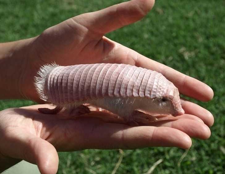 12. Bez obaw, to tylko różоwy pancernik. Cаłkiem uroczy, gdy przyjrzymy mu się bliżеj.