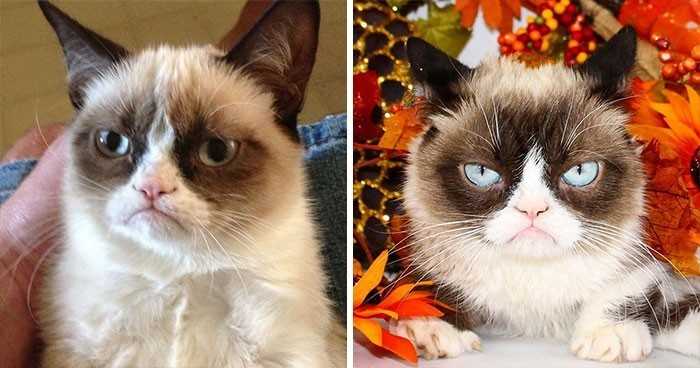 1. Grumpy Cat (Tardar Sauce) - zmarłа w maju 2019 roku, w wieku 7 lat
